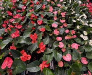 Mix of best colours – Anthurium