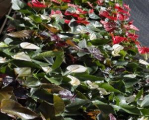 Mix of best colours – Anthurium