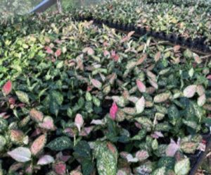 Mix of best varieties – Aglaonema