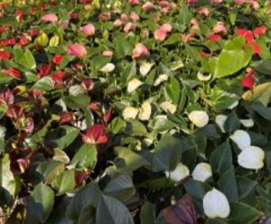 Mix of best varieties – Anthurium