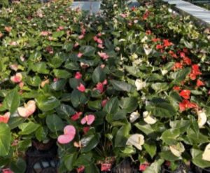 Mix of best varieties – Anthurium