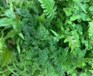 Mix of best varieties – Fern