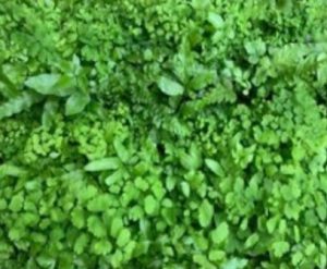 Mix of best varieties – Fern
