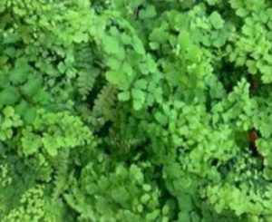 Mix of best varieties – Maidenhair Fern