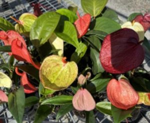 Pigtail Scherzerianum Anthurium