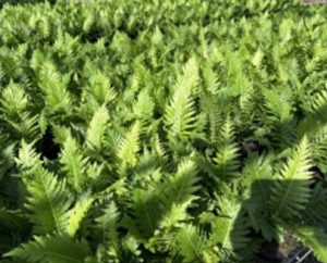 Silver Lady Fern