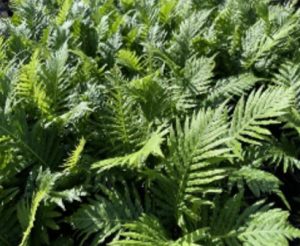 Silver Lady Fern